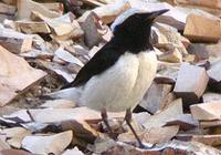 Finsch's Wheatear