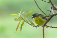 Lesser Goldfinch (2 male, 1 female) - Carduelis psaltria