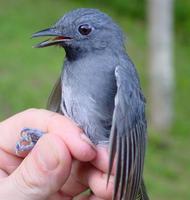 Dusky-throated antshrike, male