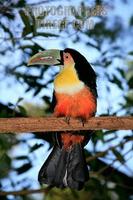 Red breasted Toucan ( Ramphastos dicolorus ) stock photo