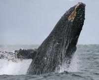 Humpback Whales