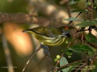 Yellow-breasted Flowerpecker