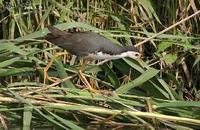 Amaurornis phoenicurus , 흰배뜸부기 - White-breasted Waterhen