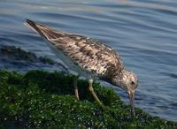 Great Knot Calidris tenuirostris 붉은어깨도요