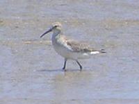 Curlew Sandpiper