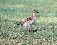 Pacific Golden Plover