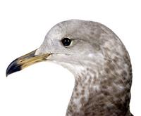 갈매기 Mew Gull | Larus canus