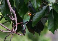 Cinnamon-chested bee-eater (Merops oreobates)