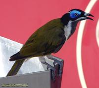 Blue-faced Honeyeater, Entomyzon cyanotis (Meliphagidae), sampling toppings at an ice-cream bar,...