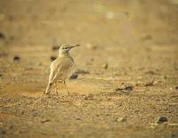 Hoopoe Lark (Alaemon alaudipes)