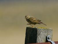 Meadow Pipit (Anthus pratensis)