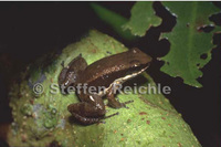 : Allobates trilineatus