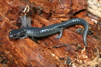 : Aneides flavipunctatus; Black Salamander