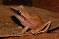 : Craugastor noblei