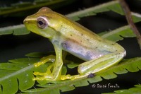 : Dendropsophus rhodopeplus
