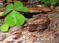 : Ensatina eschscholtzii picta; Painted Ensatina