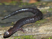 : Oedipina elongata