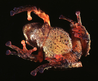 : Pristimantis huicundo
