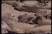 : Mirounga angustirostris; Northern Elephant Seals