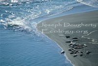 : Phoca vitulina ssp. richardsi; Pacific Harbor Seal