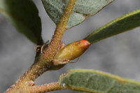 : Andricus projectus; Torpedo Gall Wasp;