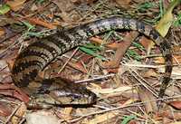 : Cyclodomorphus gerrardii; Pink Tongue Skink