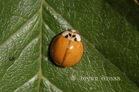 : Harmonia axyridis; Multicolored Asian Lady Beetle