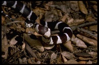 : Lampropeltis getula californiae; California Kingsnake