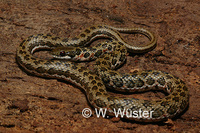 : Psammophylax rhombeatus; Spotted Skaapsteker