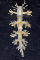 : Dendronotus frondosus; Frond Aeolid