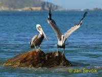 Photo of pelikán hnědý Pelecanus occidentalis Brown Pelican Braunpelikan Pelícano Alcatraz