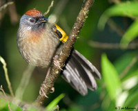 Chestnut-crowned Laughingthrush