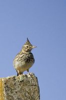 Crested Lark (Galerida cristata)