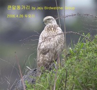 큰말똥가리Upland Buzzard