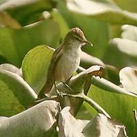 Oriental Reed Warbler Acrocephalus orientalis