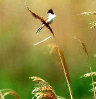 A singing Japanese Reed Bunting photographed