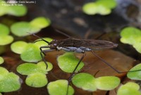 Alm. skøjteløber (Gerris lacustris )  Foto/billede af