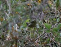 チャエリカンムリチメドリ Whiskered Yuhina Yuhina flavicollis