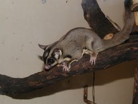 和名：フクロモモンガ 学名： Petaurus breviceps 英名：Suger Glider