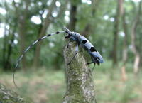 Rosalia alpina alpina