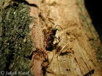 Pyrrhidium sanguineum