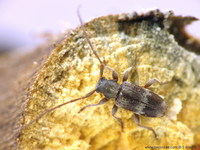 Exocentrus lusitanus
