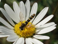 Sphaerophoria scripta - Hover fly