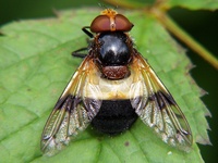 Volucella pellucens - Pellucid Hoverfly
