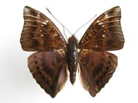 Euthalia aconthea