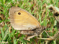 Maniola jurtina - Meadow Brown