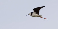 Pied Stilt