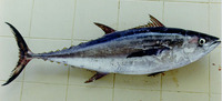 Thunnus tonggol, Longtail tuna: fisheries, gamefish