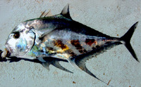 Alectis ciliaris, African pompano: fisheries, gamefish, aquarium