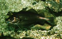 Trisopterus luscus, Pouting: fisheries, aquarium